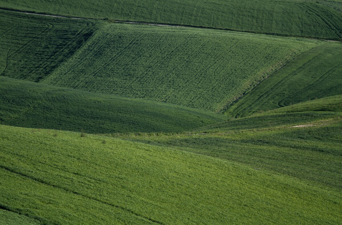 Green fields